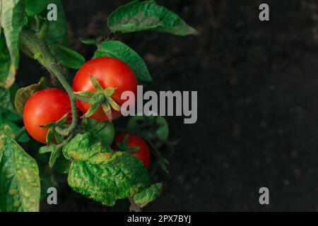 Pianta verde con pomodori rossi maturi in giardino, vista dall'alto. Spazio per il testo Foto Stock