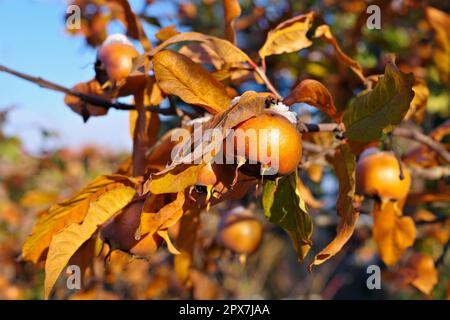 molte nespola comune su albero in autunno Foto Stock