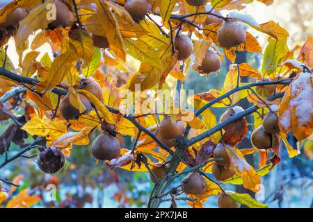 molte nespola comune su albero con neve, autunno Foto Stock