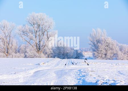 paesaggio invernale con corvi seduti su campi innevati Foto Stock