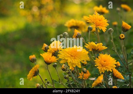 Crisantemo giallo. Fiori d'inverno che crescono in un giardino. Primo piano. Chrysanthemum Koreanum Bush su sfondo natura sfocata. Fioritura del Chr. Coreano Foto Stock