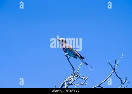 Rullo Lilacbreasted, (Coracias caudata), Africa, Namibia, Oshikoto, Parco Nazionale Etosha Foto Stock