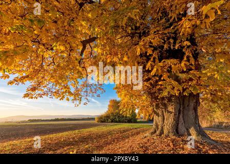 Un castagno con foglie di colore autunnale Foto Stock