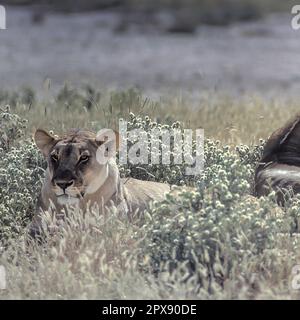 Lion (Panthera leo), Africa, Namibia, Oshikoto, Parco Nazionale Etosha Foto Stock
