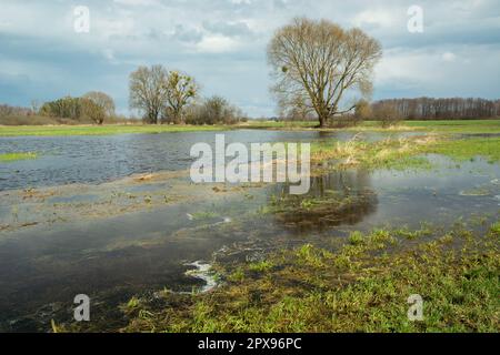 Acqua piovana sul prato, alberi e cielo nuvoloso, vista della sorgente Foto Stock