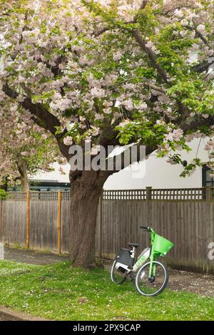 Bicicletta da calce e bici / bici elettriche e parcheggiate sotto fiore primavera / fiori & alberi su strada con fiore ornamentale ciliegia, alberato strada / strada a Hampton, Regno Unito. (134) Foto Stock
