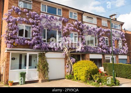 Glicine fioritura / fiori / fiori crescere su un appartamento privato casa condominio di appartamenti e appartamenti. Strawberry Hill. Twickenham. REGNO UNITO (134) Foto Stock