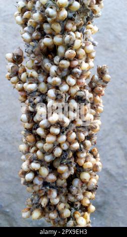 Un primo piano di Sorghum bicolor, noto anche come grande miglio, durra, jowari, jowar o milo, mostra grani marroni e bianchi ben confezionati. Foto Stock