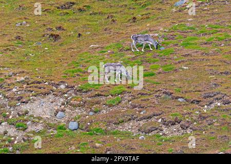 Renne di Svalbard che si nutrono della vegetazione di Tundra nelle isole Svalbard in Norvegia Foto Stock