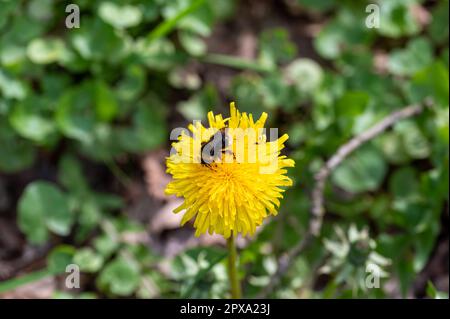 Un'ape bumble ( Bombus ) siede su un fiore giallo del dente di leone nella natura Foto Stock