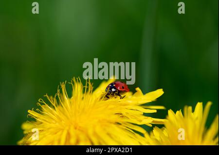 Un ladybird rosso ( Coccinellidae ) su un fiore giallo di dente di leone in natura verde Foto Stock