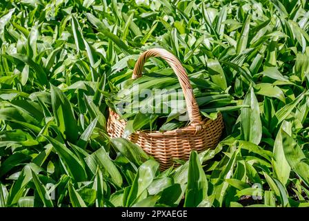 Fuoco selettivo sul cestino di vimini pieno di aglio selvatico naturale appena raccolto, fogli verdi di ursinum dell'allio. Cestino in aglio selvatico crescente in natura. Foto Stock