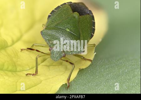 Comune Green Shield Bug / Green Stink Bug (Palomena prasina) Foto Stock