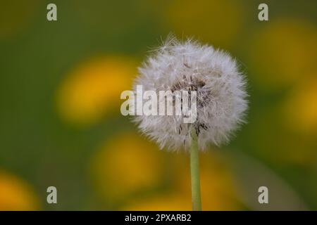 dente di leone inizia la sua semina in prato Foto Stock