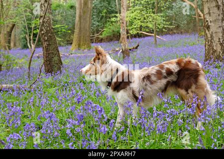 Un collie rosso di confine merle di tre colori sorgeva in boschi di Bluebell, Surrey, Regno Unito. Foto Stock