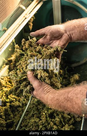 Farmer Worker mette i boccioli di Marijuana in una macchina tagliabasette elettrica. Tessuto Cannabis Sativa biologico. Marihuana medicinale legale con CBD per l'assistenza sanitaria AN Foto Stock