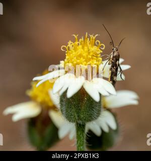 Una Moth su un Fiore che succhia il nettare. Foto Stock