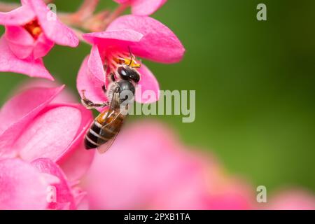 Un'ape di miele di nana rossa che succhia il nettare da un fiore rosa. Foto Stock