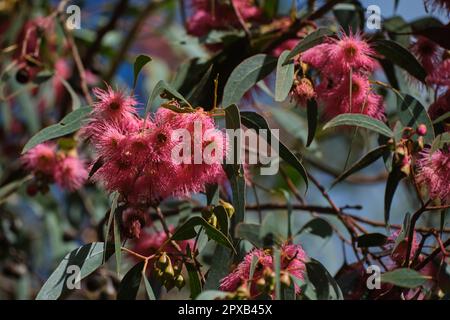 Gomma di fioritura Foto Stock