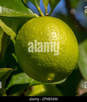 Lime matura singola che cresce sull'albero di lime tahitiano (lime persiana, lime di Bearss) nel sole di inverno. Giardino, Queensland, Australia. Foto Stock