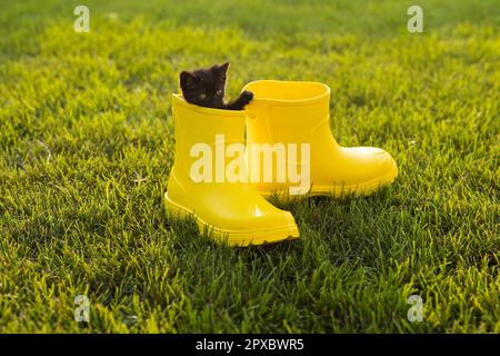 Carino gattino nero seduto in stivali gialli su erba. Concetto di immagine carino per cartoline calendari e opuscoli con animale domestico . Foto Stock