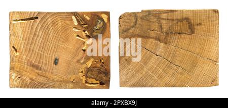 Grana di legno texture. Legno di carpino Wormy, può essere usato come sfondo, sfondo del modello Foto Stock