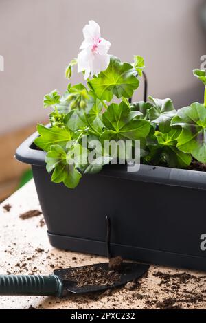 Processo di trapianto di geranio. Vasi di fiori per la decorazione del balcone o del patio e gli attrezzi del giardino. Foto Stock