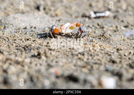 Granchi Fiddler, granchi fantasma rosso arancio piccolo granchio maschio di mare colorato. Un artiglio è più grande e usato per ondeggiare e agire come un'arma in battaglia. fauna selvatica più vitale Foto Stock