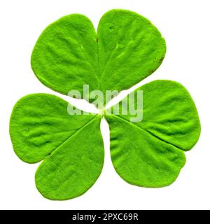 Verde fresco tre foglie di trifoglio appena strappato dal ramo, isolato su sfondo bianco ad alta risoluzione Foto Stock