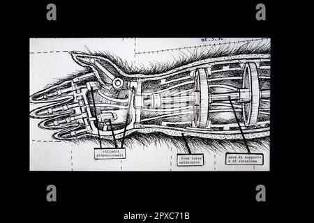 Nella mano di King Kong, mostra di King Kong, Museo Cineteca Milano, MIC, Milano, Lombardia, Italia, Europa Foto Stock