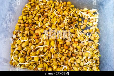 Delizioso piatto di lenticchie stufato di lenticchie con fagioli verdure cetrioli pomodori cipolle e carote su tavola di legno marrone Hin a Playa del Carmen Messico. Foto Stock