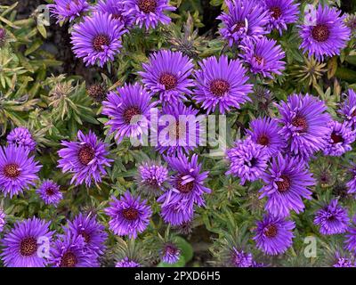 Rauhblattaster, Aster novae-angliae, cupola viola. Diese schoene, kugelige Zwerg-Sorte mit ihren purpurvioletten Blueten eignet sich vor allem für den Foto Stock