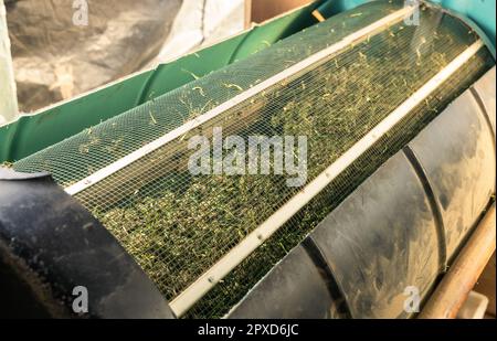 Boccioli di marijuana in una macchina tagliabasette elettrica. Tessuto Cannabis Sativa biologico. Marihuana medicinale legale con CBD per la sanità e la medicina Foto Stock