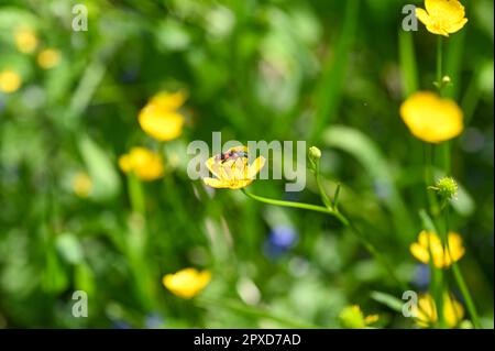 Coleottero rosso e nero a scacchi ( Cleridae ) su un fiore giallo in natura Foto Stock