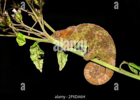 Calumma cripticum, comunemente noto come il camaleonte criptico o camaleonte blu, specie di camaleonte endemico, riserva Peyrieras Madagascar esotico Foto Stock