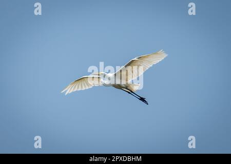 La grande egretta scivola sotto il cielo blu perfetto Foto Stock