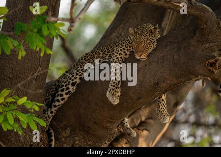 Leopardo si trova addormentato ramo di albero a cavallo Foto Stock