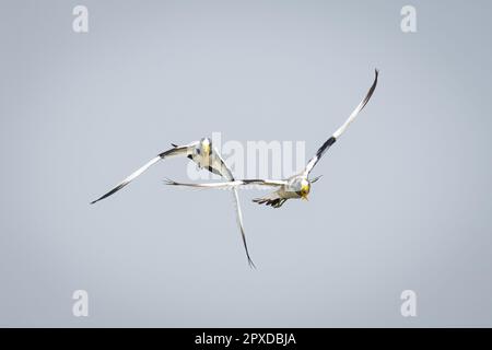 Due risvolti a corona bianca volano attraverso il cielo blu Foto Stock