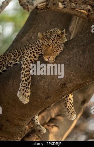 Leopardo si trova addormentato ramo di albero Foto Stock