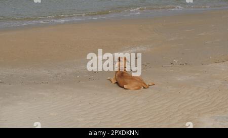 Cane solitario e triste in attesa del suo padrone sul lungomare Foto Stock