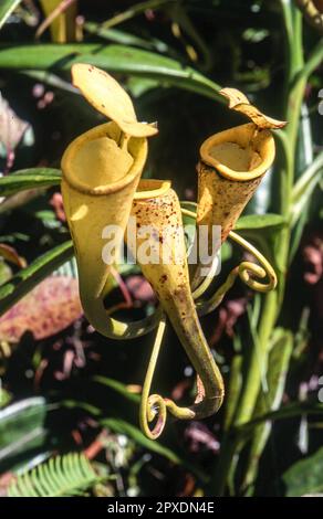 Madagascar pianta brocca (Nepenthes madagascariensis), Taolagnaro, Anosy, Madagascar, Africa Foto Stock