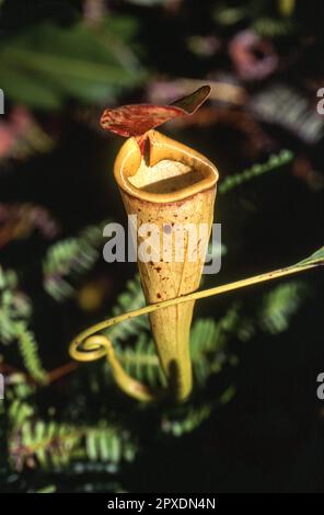 Madagascar pianta brocca (Nepenthes madagascariensis), Taolagnaro, Anosy, Madagascar, Africa Foto Stock