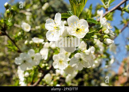 Prunus avium, comunemente chiamato ciliegia selvatica, ciliegia dolce Foto Stock