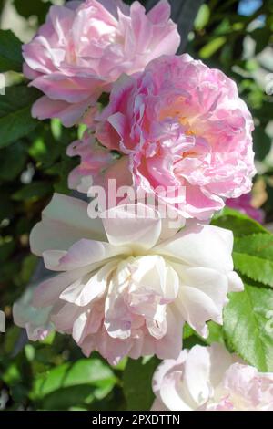 Rosa Grande Maid Blush, Rosa Bianca di york Foto Stock