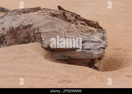 Driftwood lavato fino in spiaggia Foto Stock