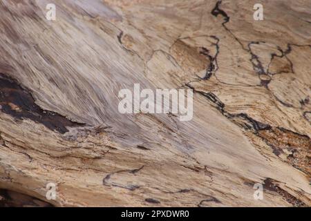 Driftwood lavato fino in spiaggia Foto Stock