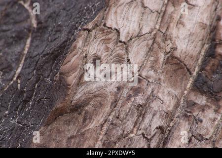 Driftwood lavato fino in spiaggia Foto Stock