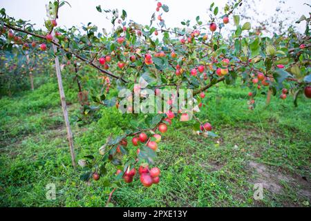 Frutti rossi di jujube o di mela kul boroi su albero in bangladesh Foto Stock