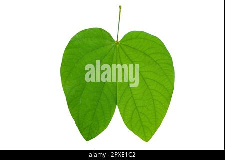 Bauhinia purpurea, foglie di purpurea verde su sfondo bianco, isolare Foto Stock