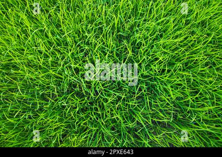 Verde pianta pianta pianta pianta pianta pianta sfondo carta da parati Foto Stock